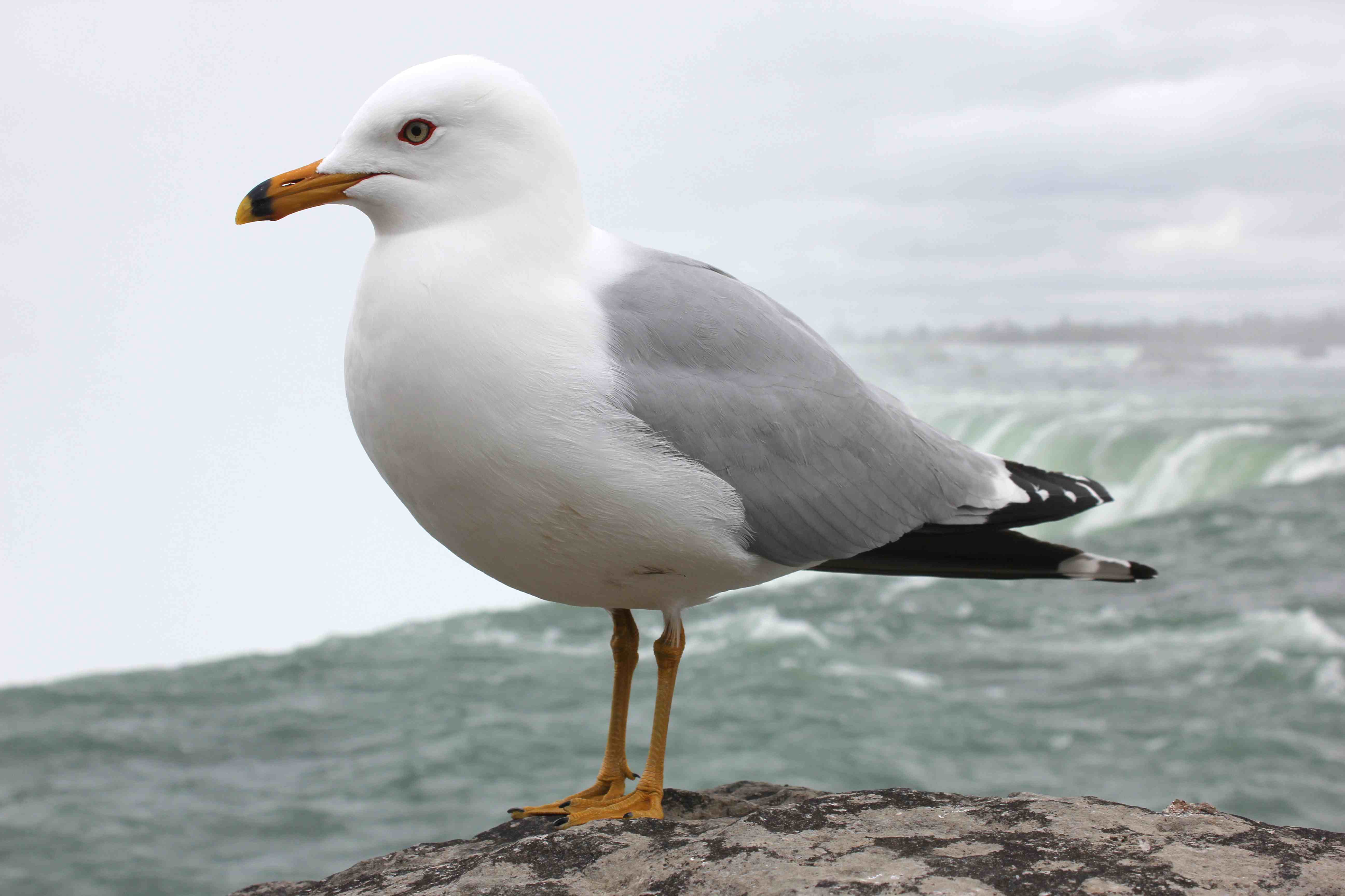 A Seagull Twitch